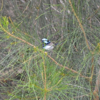 Malurus cyaneus (Superb Fairywren) at Kiama, NSW - 1 Jan 2024 by plants