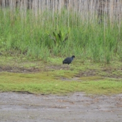 Porphyrio melanotus (Australasian Swamphen) at Kiama, NSW - 1 Jan 2024 by plants