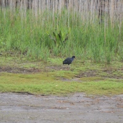 Porphyrio melanotus (Australasian Swamphen) at Kiama, NSW - 1 Jan 2024 by plants