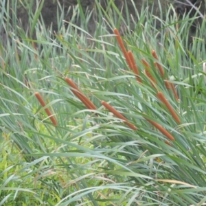 Typha orientalis at Kiama, NSW - 1 Jan 2024 12:00 PM