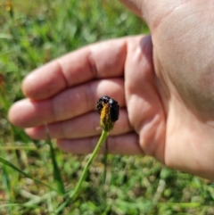 Melolonthinae (subfamily) (Cockchafer) at QPRC LGA - 1 Jan 2024 by Shairlyn