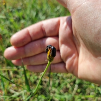 Melolonthinae sp. (subfamily) (Cockchafer) at Burra, NSW - 1 Jan 2024 by Shairlyn