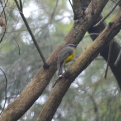 Eopsaltria australis (Eastern Yellow Robin) at Kiama, NSW - 1 Jan 2024 by plants