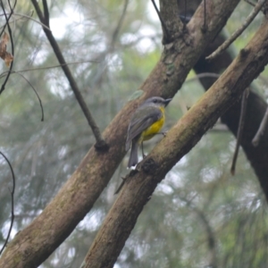 Eopsaltria australis at Kiama, NSW - 1 Jan 2024