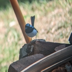 Malurus cyaneus (Superb Fairywren) at Wellington, NSW - 1 Jan 2024 by Darcy