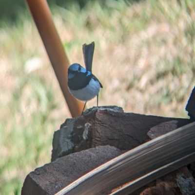 Malurus cyaneus (Superb Fairywren) at Wellington, NSW - 31 Dec 2023 by Darcy