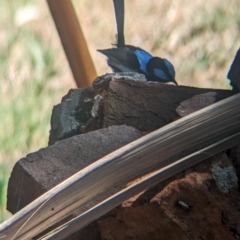 Malurus cyaneus at Wellington, NSW - suppressed