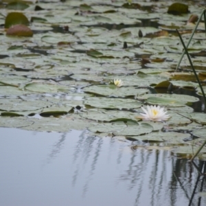 Nymphaea sp. at Kiama, NSW - 1 Jan 2024