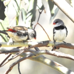 Stagonopleura guttata (Diamond Firetail) at Lions Youth Haven - Westwood Farm - 1 Jan 2024 by HelenCross