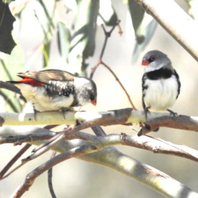 Stagonopleura guttata (Diamond Firetail) at Lions Youth Haven - Westwood Farm A.C.T. - 1 Jan 2024 by HelenCross