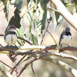 Stagonopleura guttata at Lions Youth Haven - Westwood Farm A.C.T. - 1 Jan 2024