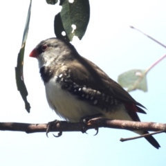 Stagonopleura guttata at Lions Youth Haven - Westwood Farm A.C.T. - 1 Jan 2024