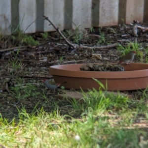 Neochmia temporalis at Wellington, NSW - suppressed