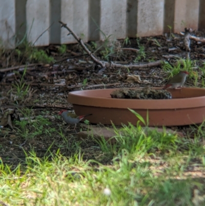 Neochmia temporalis (Red-browed Finch) at Wellington, NSW - 1 Jan 2024 by Darcy