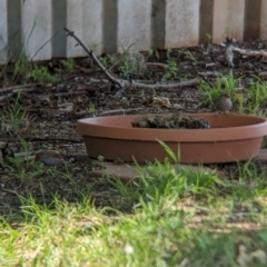 Neochmia temporalis at Wellington, NSW - suppressed