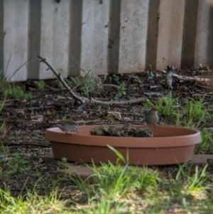 Neochmia temporalis at Wellington, NSW - suppressed