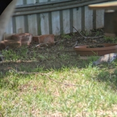 Stizoptera bichenovii (Double-barred Finch) at Wellington, NSW - 1 Jan 2024 by Darcy