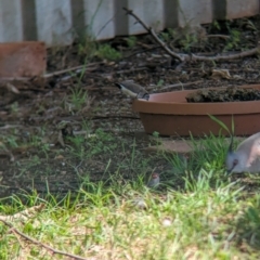 Stizoptera bichenovii at Wellington, NSW - suppressed
