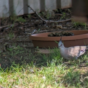 Ocyphaps lophotes at Wellington, NSW - 1 Jan 2024