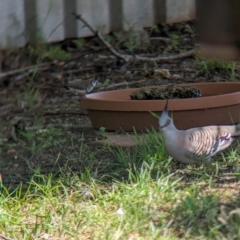 Ocyphaps lophotes (Crested Pigeon) at Wellington, NSW - 1 Jan 2024 by Darcy
