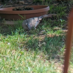 Ocyphaps lophotes at Wellington, NSW - 1 Jan 2024