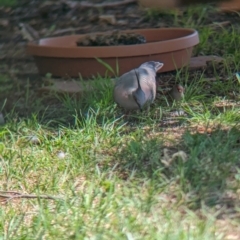 Ocyphaps lophotes at Wellington, NSW - 1 Jan 2024