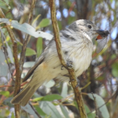 Pachycephala rufiventris (Rufous Whistler) at Lions Youth Haven - Westwood Farm A.C.T. - 1 Jan 2024 by HelenCross