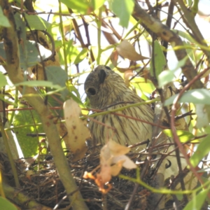 Pachycephala rufiventris at Kambah, ACT - 1 Jan 2024