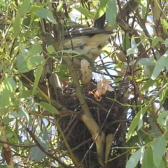 Pachycephala rufiventris at Kambah, ACT - 1 Jan 2024