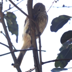 Pachycephala rufiventris at Kambah, ACT - 1 Jan 2024