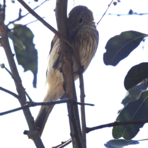 Pachycephala rufiventris at Kambah, ACT - 1 Jan 2024