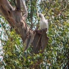 Cacatua galerita (Sulphur-crested Cockatoo) at Ponto, NSW - 1 Jan 2024 by Darcy
