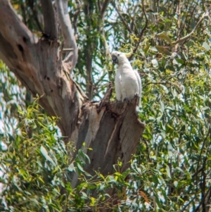 Cacatua galerita at Ponto, NSW - 1 Jan 2024