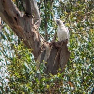 Cacatua galerita at Ponto, NSW - 1 Jan 2024