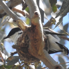 Lalage tricolor (White-winged Triller) at Kambah, ACT - 1 Jan 2024 by HelenCross