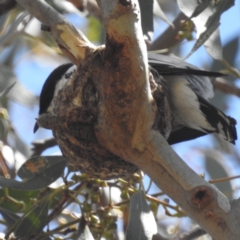 Lalage tricolor at Lions Youth Haven - Westwood Farm A.C.T. - 1 Jan 2024 03:18 PM