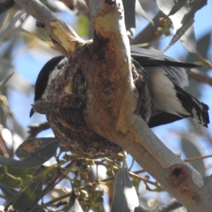 Lalage tricolor at Lions Youth Haven - Westwood Farm A.C.T. - 1 Jan 2024 03:18 PM