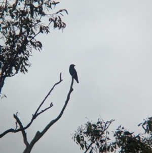 Eurystomus orientalis at Ponto, NSW - 1 Jan 2024