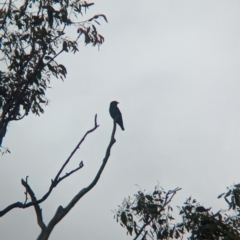 Eurystomus orientalis (Dollarbird) at Ponto, NSW - 1 Jan 2024 by Darcy