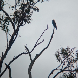 Eurystomus orientalis at Ponto, NSW - 1 Jan 2024 02:23 PM