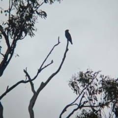 Eurystomus orientalis at Ponto, NSW - 1 Jan 2024