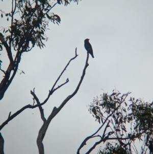 Eurystomus orientalis at Ponto, NSW - 1 Jan 2024