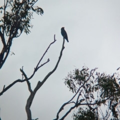 Eurystomus orientalis at Ponto, NSW - 1 Jan 2024 02:23 PM