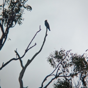 Eurystomus orientalis at Ponto, NSW - 1 Jan 2024 02:23 PM