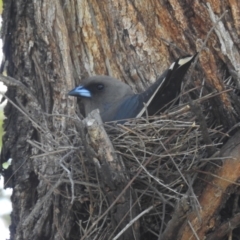 Artamus cyanopterus (Dusky Woodswallow) at Lions Youth Haven - Westwood Farm A.C.T. - 1 Jan 2024 by HelenCross