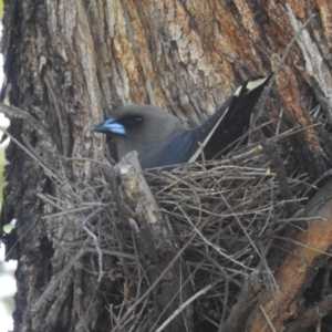 Artamus cyanopterus at Lions Youth Haven - Westwood Farm A.C.T. - 1 Jan 2024 03:20 PM