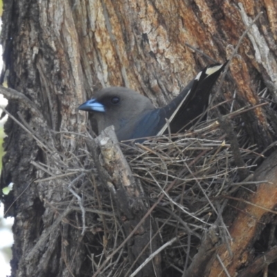 Artamus cyanopterus (Dusky Woodswallow) at Lions Youth Haven - Westwood Farm - 1 Jan 2024 by HelenCross