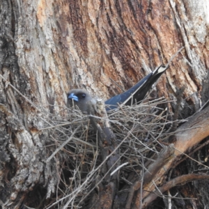 Artamus cyanopterus at Lions Youth Haven - Westwood Farm A.C.T. - 1 Jan 2024 03:20 PM