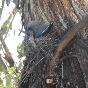 Artamus cyanopterus at Lions Youth Haven - Westwood Farm A.C.T. - 1 Jan 2024 03:20 PM