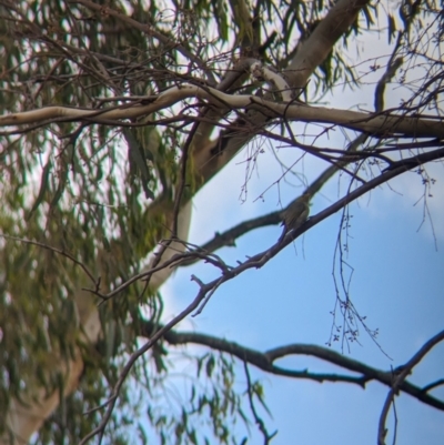 Ptilotula penicillata (White-plumed Honeyeater) at Ponto, NSW - 1 Jan 2024 by Darcy